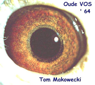 vos eye.jpg